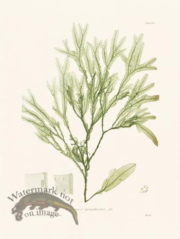 Bradbury Seaweed 155